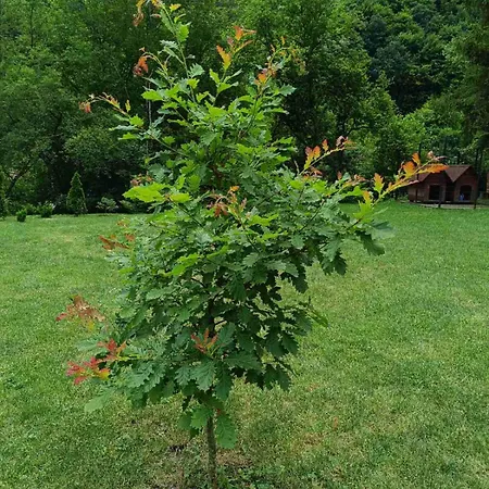 Kuca Za Odmor Kekec Fruska Gora Beocin